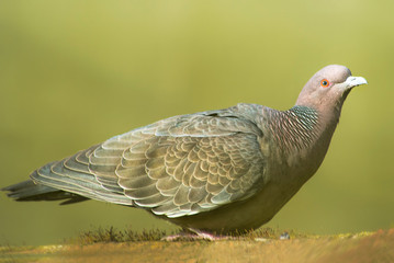 Picazuro dove perched on the ground                       