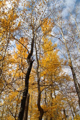 Fototapeta premium Jesień nad nami, Park Narodowy Elk Island, Alberta