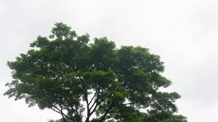 Samanea saman Tree isolated on white background.Rain Tree isolated on white background.Monkey Pod,East Indian Walnut Tree isolated on white background.
