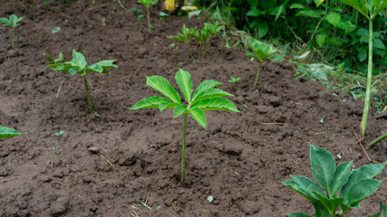 Amorphophallus muelleri, a type of tuber from the taro family and the like with many benefits for cosmetic ingredients and other