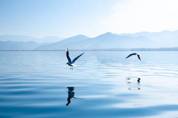 Obraz premium seagull in flight