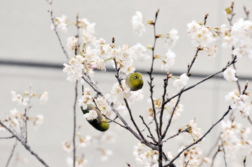 メジロと桜