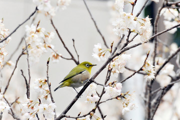 メジロと桜