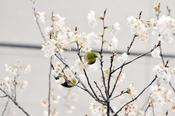 メジロと桜