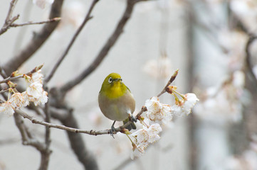 メジロと桜