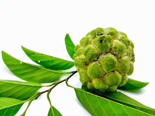 Sugar apple or Annona squamosa
