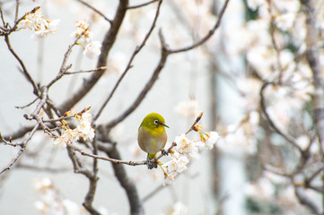 メジロと桜