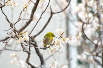 Fototapeta premium メジロと桜