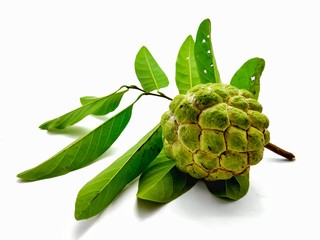 Sugar apple or Annona squamosa