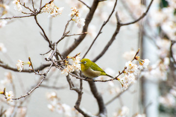 メジロと桜