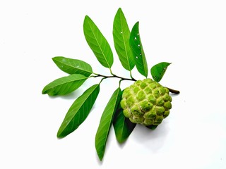 Sugar apple or Annona squamosa