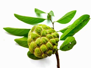 Obraz premium Sugar apple or Annona squamosa