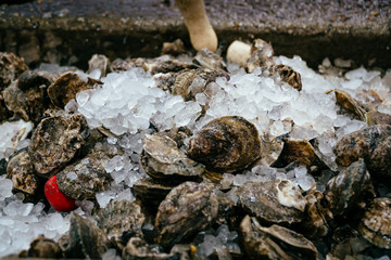 Oysters on Ice