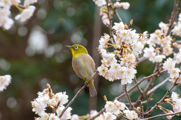 メジロと桜