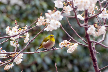 メジロと桜