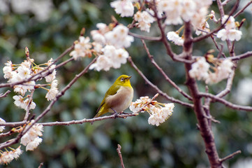 メジロと桜
