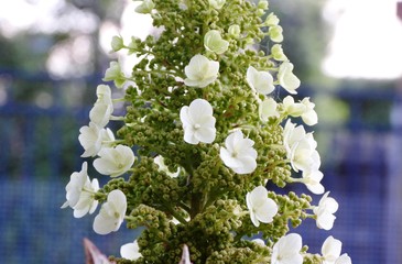 Hydrangea Quercifolia Munchkin with blurred fence in background