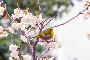メジロと桜