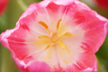 Obraz na płótnie Canvas Close up Tulip flowers in the garden.