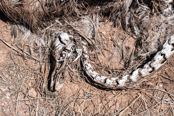 Skeletal remains of an Emu skull vertebrae and feathers, dead native fauna, large flightless Australian native bird, Outback South Australia.