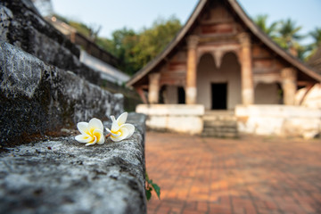 Plumeria flower (Dok Champa) falling on the wall in ancient temple in Luang Prabang town, Laos....