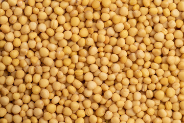 Whole yellow Mustard seed, delicious colorful whole grain spice, closeup macro detail, background and texture.