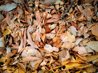 colorful Autumm dry leaves in the park.