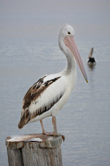 Young Pelican with small fish hook stuck in the back of its right leg And another behind its right eye. Environmental dangers to wildlife.
