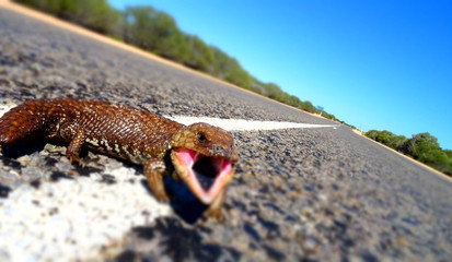 Shingle Back lizard on outback highway, Australia.