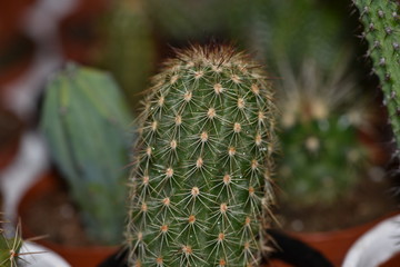 Oblong cactus in the background of cacti in pots.