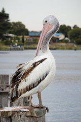 Adolescent Pelican with small fish hook stuck in the back of its right leg. Wildlife protection and rescue. Fishing line and hooks in the environment.