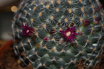 Many pink flowers bloomed on a round cactus. This natural wonder.The cactus blooms for only one day.