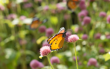 butterfly on a flower
