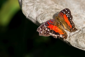 Close up of a butterfly with black, orange and red wings with white spots, lying on rock against a bokeh background