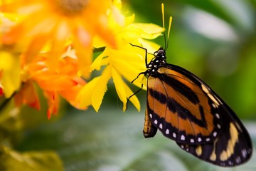 Close up of a black and brown Monarch butterfly feeding on a yellow and orange flower, against a green bokeh background