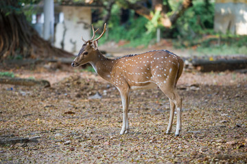Naklejka na ściany i meble One of the wild spotted deer, living in Fort Frederick, a close-up. Trincomalee, Sri Lanka