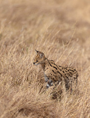 Serval Cat Looking for prey at Dry grassland in Masai Mara, Kenya, Africa