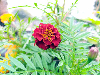 brown color marigold flower with green leafs