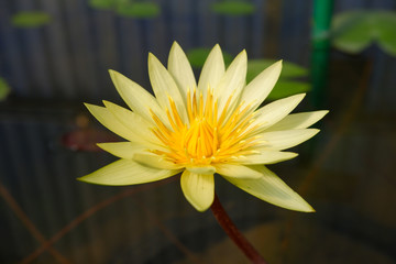 The yellow lotus is Mexican waterlily and yellow waterlily. Nymphaea mexicana Zucc is a member of Nymphaeaceae.called banana waterlily, 