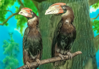 A large beautiful bird with an Azi with a large yellow beak