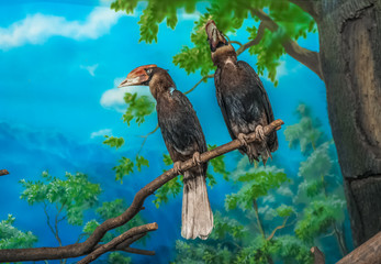 A large beautiful bird with an Azi with a large yellow beak