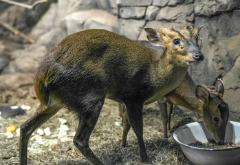 Fototapeta premium a small deer eats in the zoo