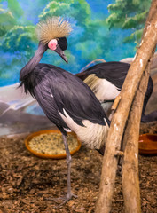 Big bird y Stork resting in the zoo