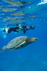 Swimming With Green Sea Turtles 