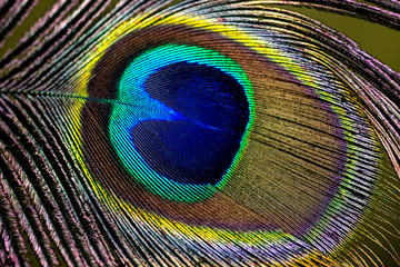 Obraz premium peacock feather on black background closeup