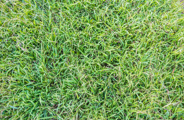 Grass texture or background.