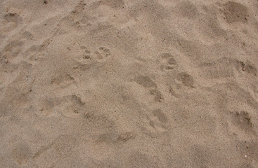Fototapeta na wymiar Dog and human footprints in the sand. The texture of the sand.