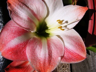 Closeup of Amaryllis Flower