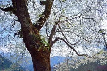 Fototapeta na wymiar Blooming Wu-She cherry blossom in the Guan-Wu,Belonging to Shei-Pa National Park, Taiwan