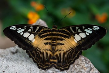 Symmetrical close up of a black, white and brown Clipper moth resting on a rock